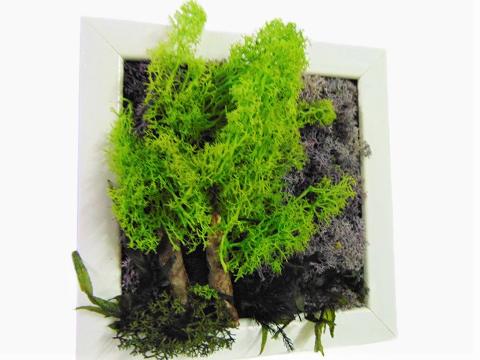 Quadro Moss con alberi cm. 20 x 20 - Sconti per Fioristi e Aziende