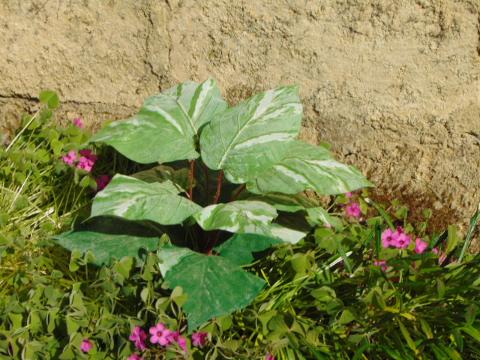 Pothos x 12 in poliestere - Sconti per Fioristi e Aziende - Artificiale