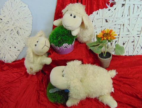 Cuscino pecora merinos  richiudibile - Sconti per Fioristi e Aziende