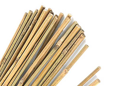Canna di Bamboo dm 3,1 / 3,5 H 200 - 250 - 300 - Sconti per Fioristi e Aziende