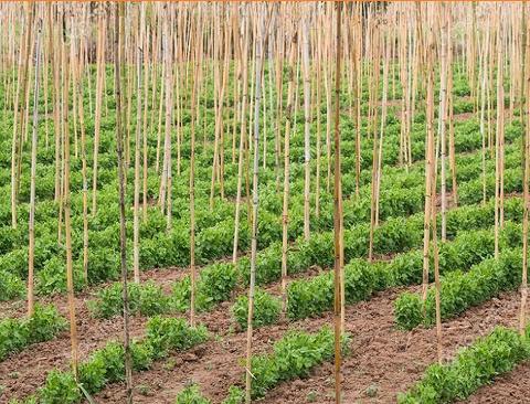 Canna Bamboo per Agricoltura dm. 25/28 H 180 - 210 - 240 - 300 - Sconti per Fioristi e Aziende