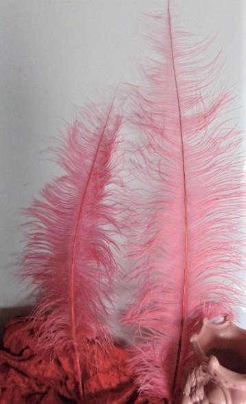 Piume di struzzo cm. 60/70  - Sconto per Fioristi e Aziende - in vari colori