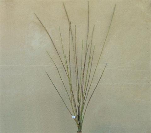 Willow Bunch x 16 H 105 - Sconti per Fioristi e Aziende - Artificiale