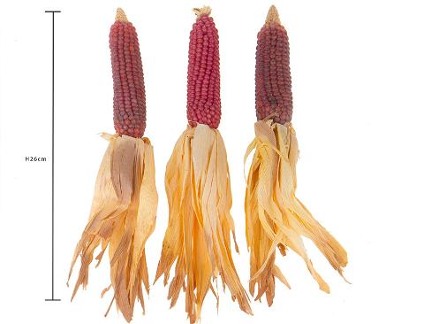 Pannocchia di Mais Naturali H 26 - Sconti per Fioristi e Aziende . - Con foglie Secche