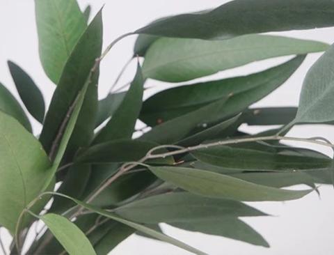 Eucaliptus Willow Preservato  Mazzo gr. 75 - Sconti per Fioristi e Aziende e Wedding