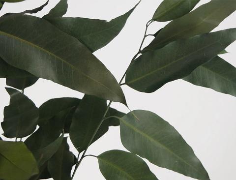 Eucaliptus Willow Preservato  Mazzo gr. 75 - Sconti per Fioristi e Aziende e Wedding