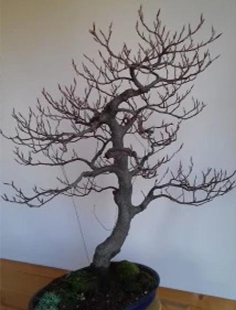 Faggio Marino Naturale  - Sconti per Fioristi e Aziende - Alto da cm.50 a cm. 75