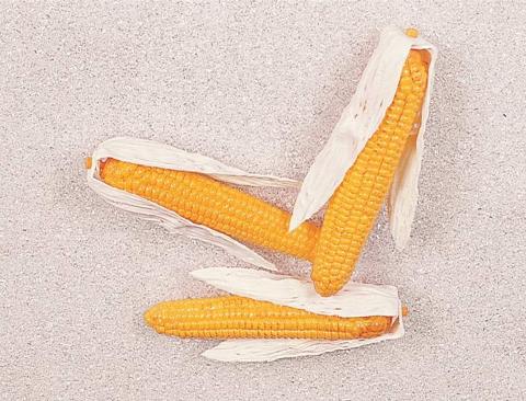 Pannocchie Granoturco H 27  - Sconti per Fioristi e Aziende . - Artificiale in plastica