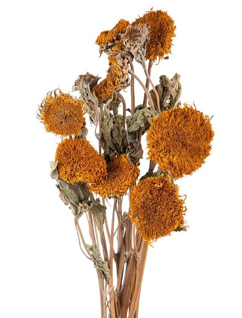 Girasole x 5 Dry H 40/50 - Sconti per Fioristi e Aziende e Wedding