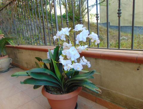 Orchidea Plant in poliester  Sconti per fioristi e aziende - x 12