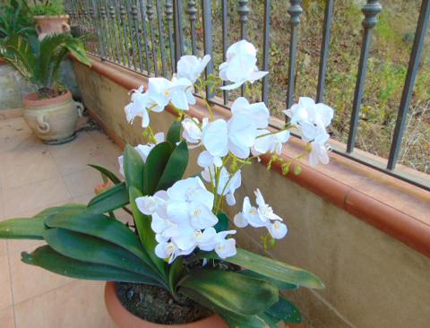 Orchidea Plant x 12 in poliestere - Sconti per fioristi e aziende
