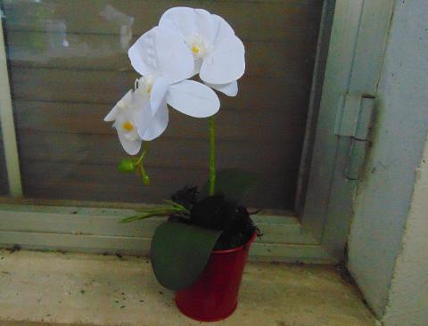 Orchidea Plant x 2 H 35  - Sconti per fioristi e aziende  - in real touch