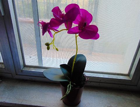 Orchidea Plant x 2 H 35 in real touch - Sconti per fioristi e aziende