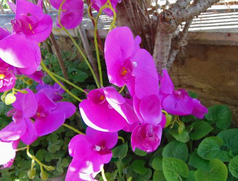 Orchidea Plant x 9 in poliestere - Sconti per fioristi e aziende