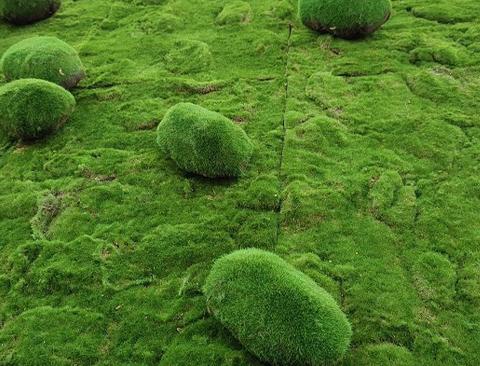 Ball Moss x 2 sintetico cm. 22X22 + CM.15/25 - Sconti per Fioristi e Aziende e Wedding
