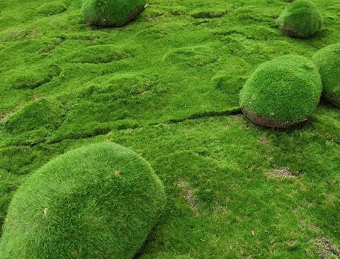Ball Moss x 2 sintetico cm. 22X22 + CM.15/25 - Sconti per Fioristi e Aziende e Wedding