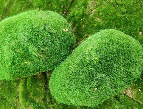 Ball Moss x 2 sintetico cm. 22X22 + CM.15/25 - Sconti per Fioristi e Aziende e Wedding