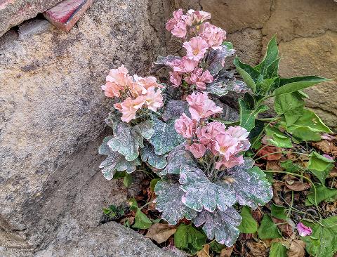 Primula obconica H 36 in poliestere Sconti per Fioristio e Aziende