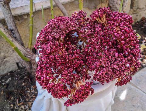 Akillea Artificiale Bordeaux H 34 in polistirene Sconti per Fioristi e Aziende