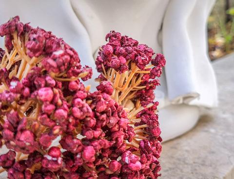 Akillea Artificiale Bordeaux H 34 in polistirene Sconti per Fioristi e Aziende