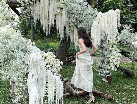 Amaranthus Bianco H 90/110 - Sconti per Fioristi e Aziende -Caudatum Stabilizzato