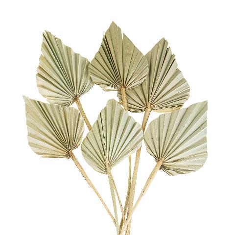 Palm Spear  Naturale Colorata - Sconti per Fioristi e Aziende