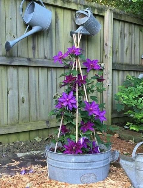 Clematis Fiorita x 3 in poliester - Sconti per Fioristi e Aziende