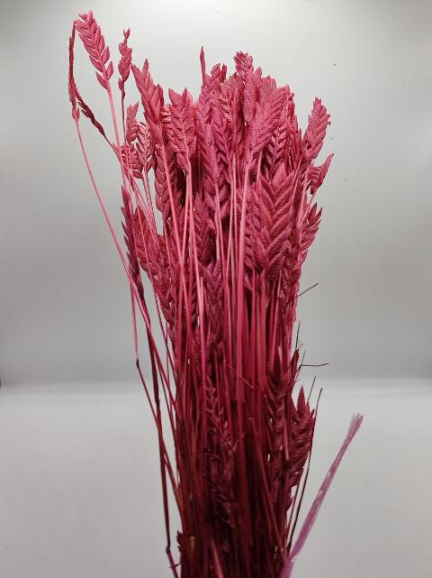 Spighe d'oro color rosso preservate  gr. 50 - Sconti per Fioristi e Aziende