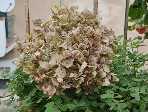 Ortensia Naturale H 40 Dry x 5 Hydrangea Macrophylla - Sconti per Fioristi e Aziende e Wedding