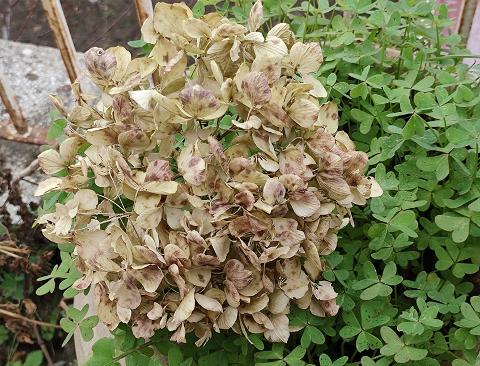 Ortensia Naturale H 40 Dry x 5 Hydrangea Macrophylla - Sconti per Fioristi e Aziende e Wedding