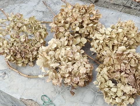 Ortensia Naturale H 40 Dry x 5 Hydrangea Macrophylla - Sconti per Fioristi e Aziende e Wedding