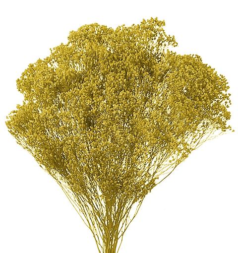 Broom Bloom Naturale colorato Gr. 100 - Sconti per Fioristi e Aziende
