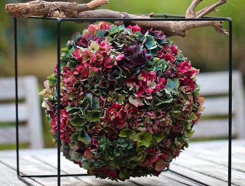 Ortensia Naturale H 40 Dry x 5 Hydrangea Macrophylla - Sconti per Fioristi e Aziende e Wedding