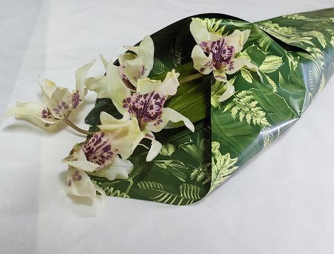Fogli 70X70 Best Verde Sconti per Fioristi, Wedding e Aziende