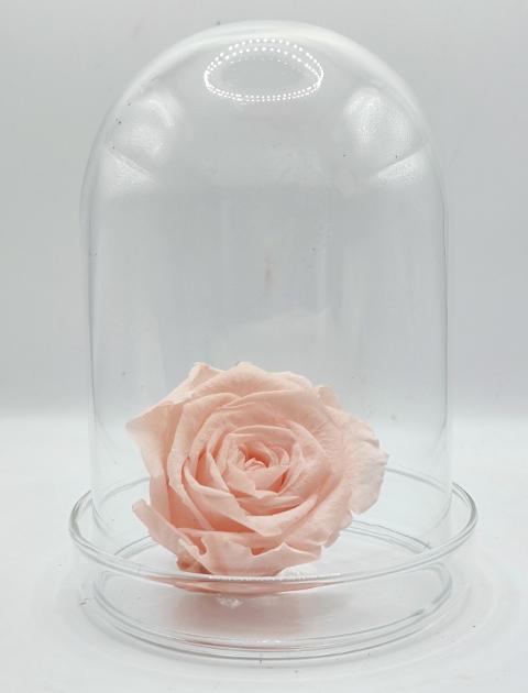 Campana in vetro con base H 12 dm 8 cm. Sconti per Fioristi, Wedding e Aziende