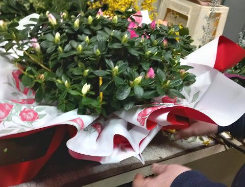 Fogli 70X70 Bicolore Annabelle Conf. 25 fogli Sconti per Fioristi, Wedding e Aziende