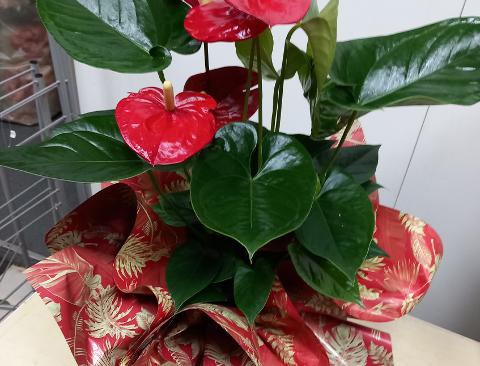 Fogli 70X70 Best Rosso Conf. 25 fogli Sconti per Fioristi, Wedding e Aziende