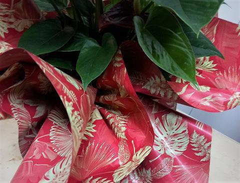 Fogli 70X70 Best Rosso Conf. 25 fogli Sconti per Fioristi, Wedding e Aziende