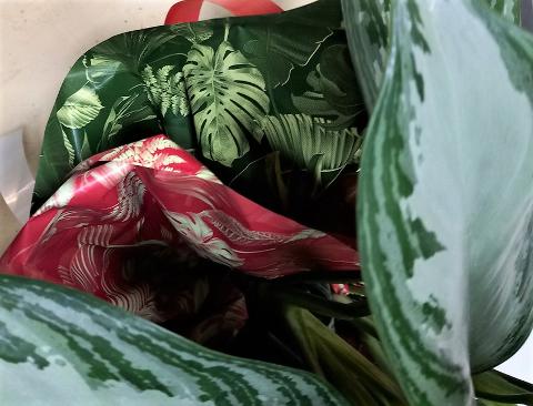 Fogli 70X70 Best Verde Sconti per Fioristi, Wedding e Aziende