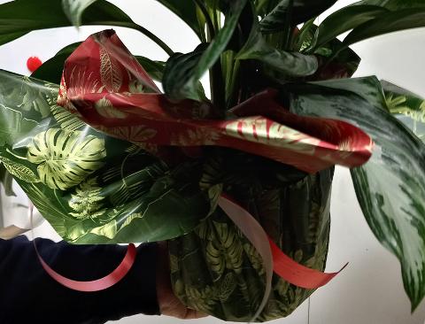 Fogli 70X70 Best Verde Sconti per Fioristi, Wedding e Aziende