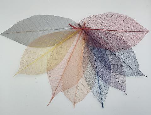 Foglie Magnolia Scheletrite x 25 naturali colorate - Sconti per Fioristi e Aziende