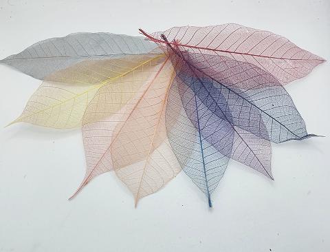 Foglie Magnolia Scheletrite  - Sconti per Fioristi e Aziende -Busta da 25 foglie Colorate