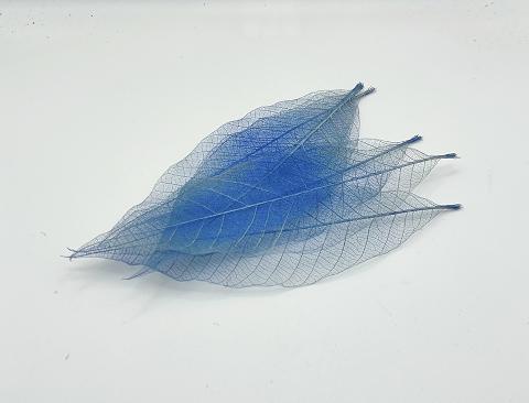 Foglie Magnolia Scheletrite x 25 naturali colorate - Sconti per Fioristi e Aziende