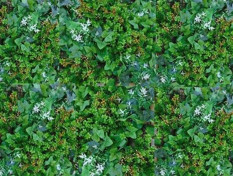 Pannello vegetato Boxwood cm. 33x33 - Sconti per Fioristi e Aziende . - in poliestere e lattice