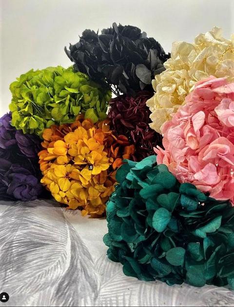 Ortensia Naturale H 40 Dry x 5 Hydrangea Macrophylla - Sconti per Fioristi e Aziende e Wedding