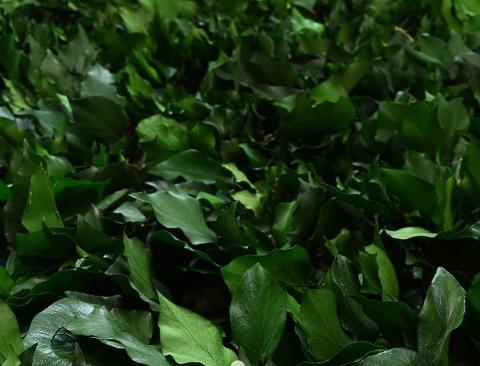 Edera Araba Preservata  - Sconti per Fioristi e Aziende Mazzo gr. 150