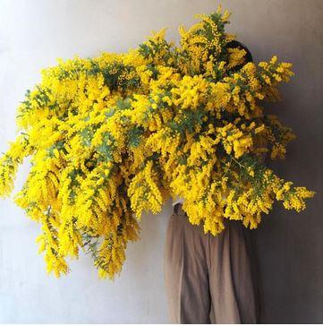 Mimosa Fresca - Cartone Kg. 15/20 -cm.80x60 H 80 Acacia Dealbata - Goulois - Sconti per Fioristi e Aziende