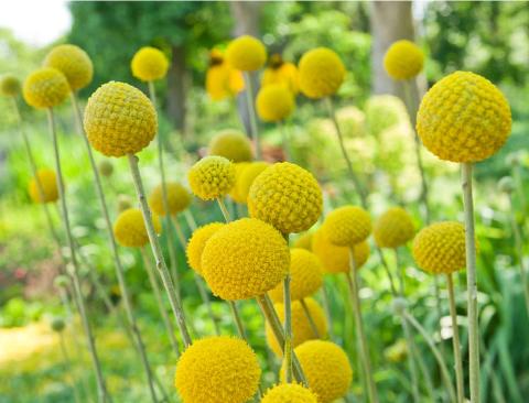 Craspedia Globosa Naturale - Bill Botton Stabilizzato - Sconti per Fioristi e Aziende