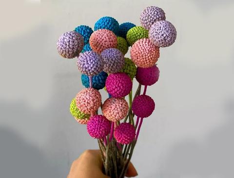 Craspedia Globosa Colorata- Bill Botton Stabilizzato - Sconti per Fioristi e Aziende