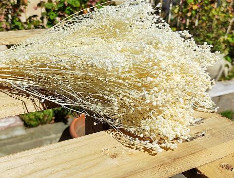 Broom Bloom Gr. 100 - Sconti per Fioristi e Aziende - Bianco e Naturale